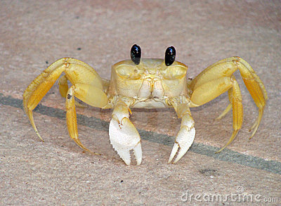 white-crab-thumb13192819.jpg